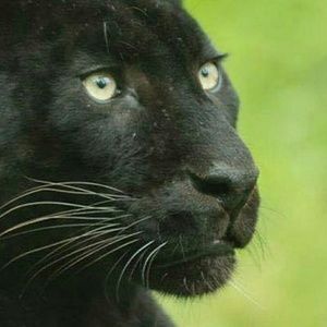 Meet your Posher, Robyn